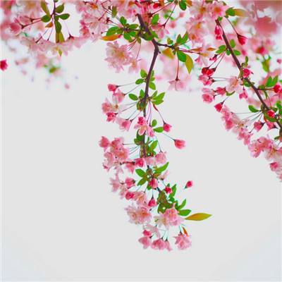 神域苍穹手游九游版下载