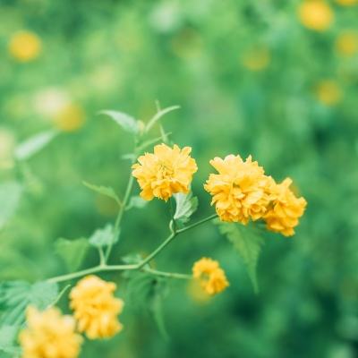 果盘天仙道红包版下载